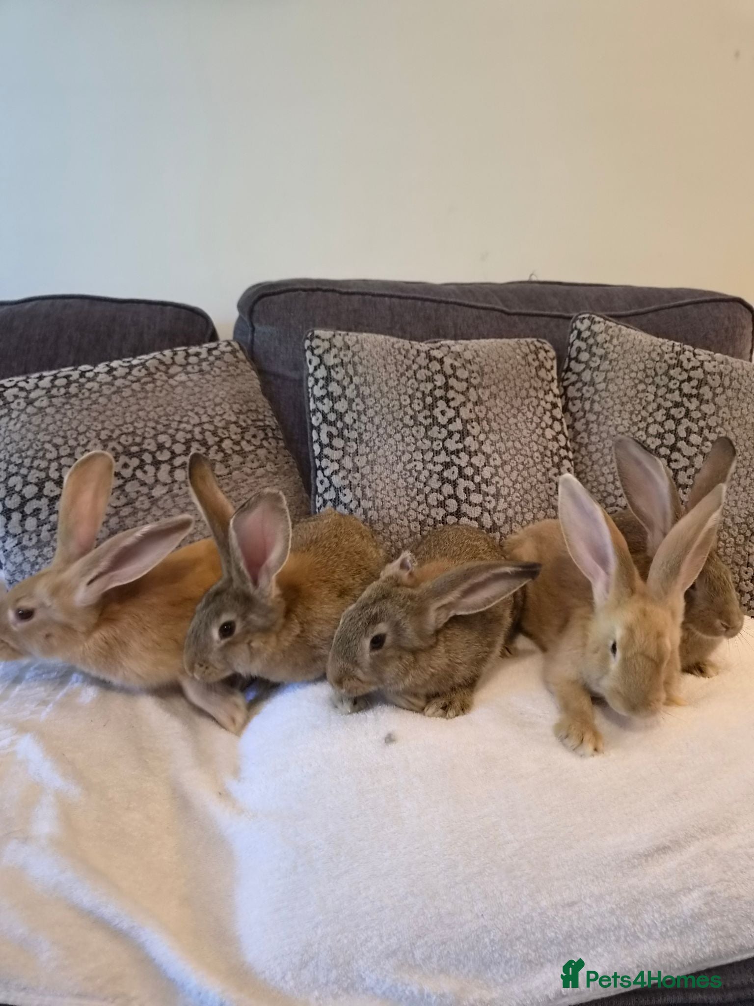 Continental Giant rabbits Continental giant rabbits (males) - Advert 4