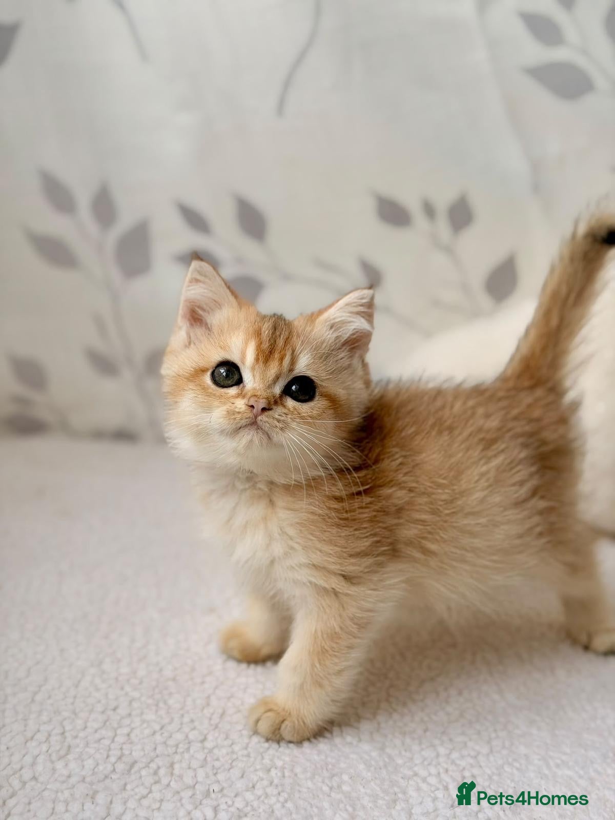 British Shorthair cats Golden British short hair for sale. Female - Advert 1