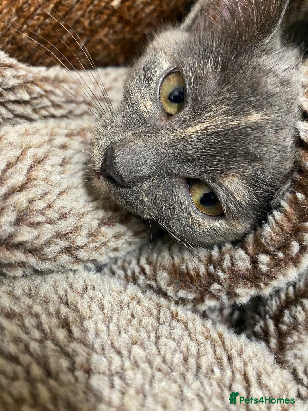 British Shorthair cats for sale: Kitten for sale.  - Advert 5