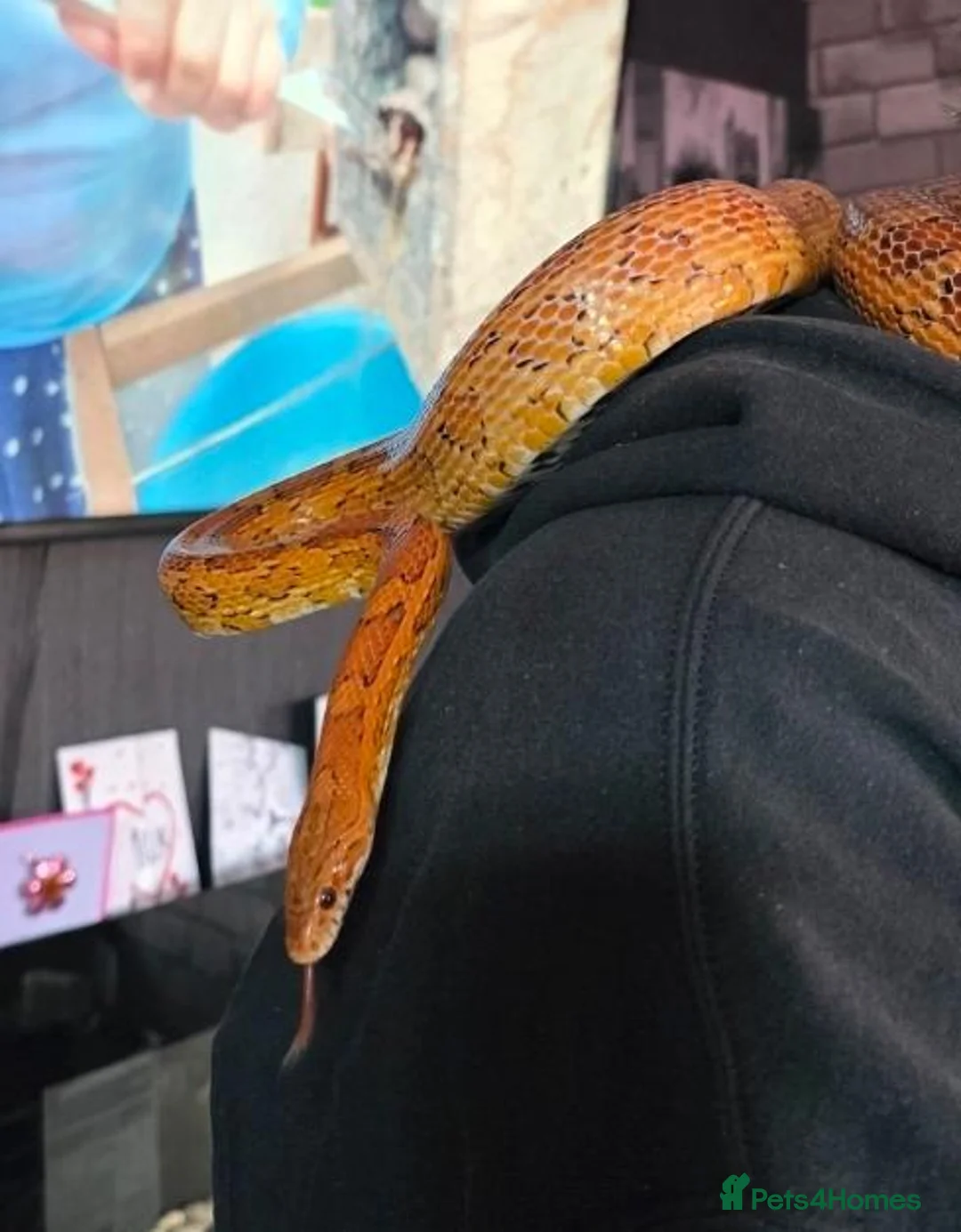 Corn Snake reptiles for sale: 7 year old male corn snake in Gloucester - Advert 3