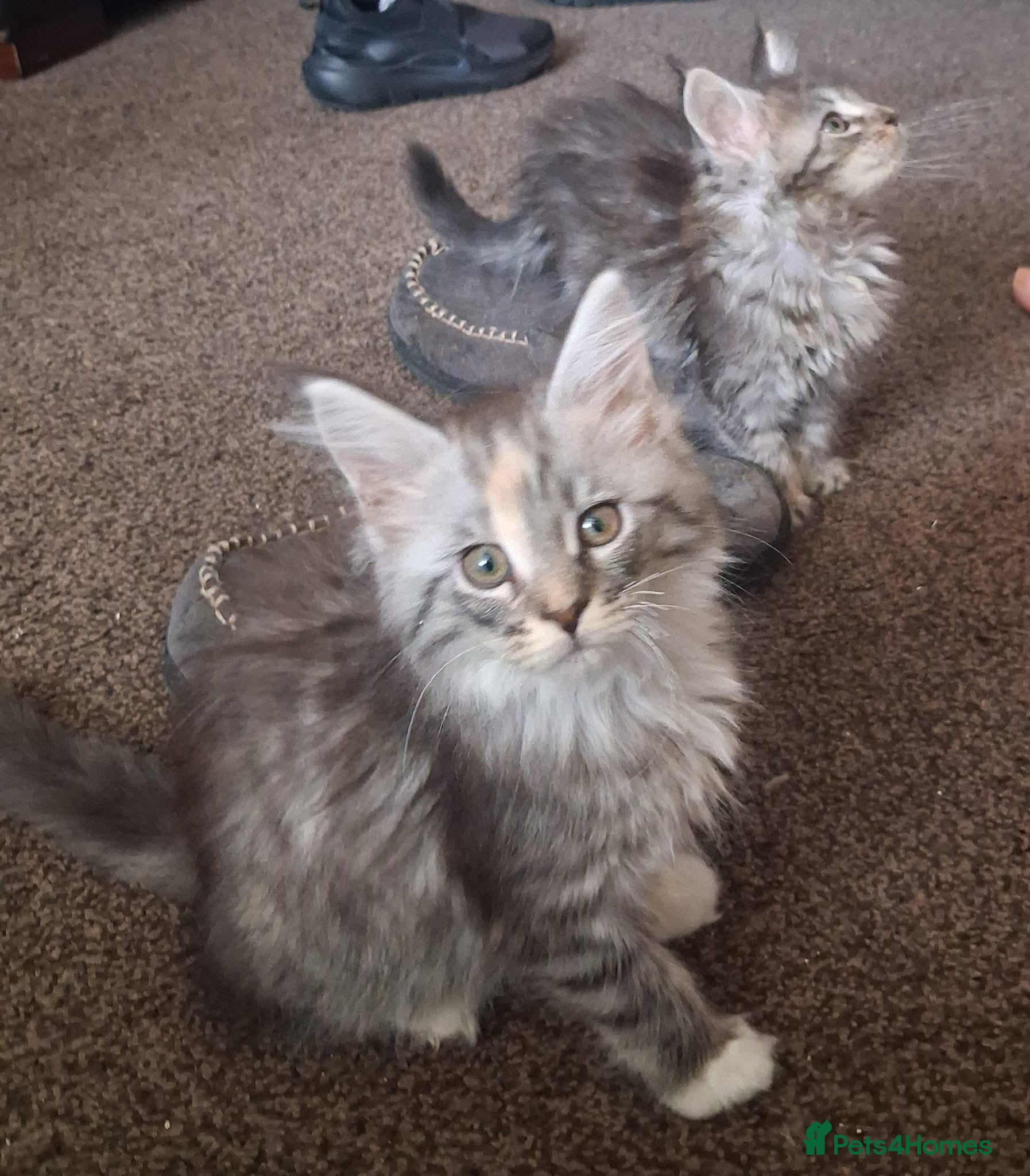 Maine Coon cats Ready Now Mainecoon kittens  - Advert 7