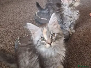 Maine Coon cats Ready Now Mainecoon kittens - Advert 1