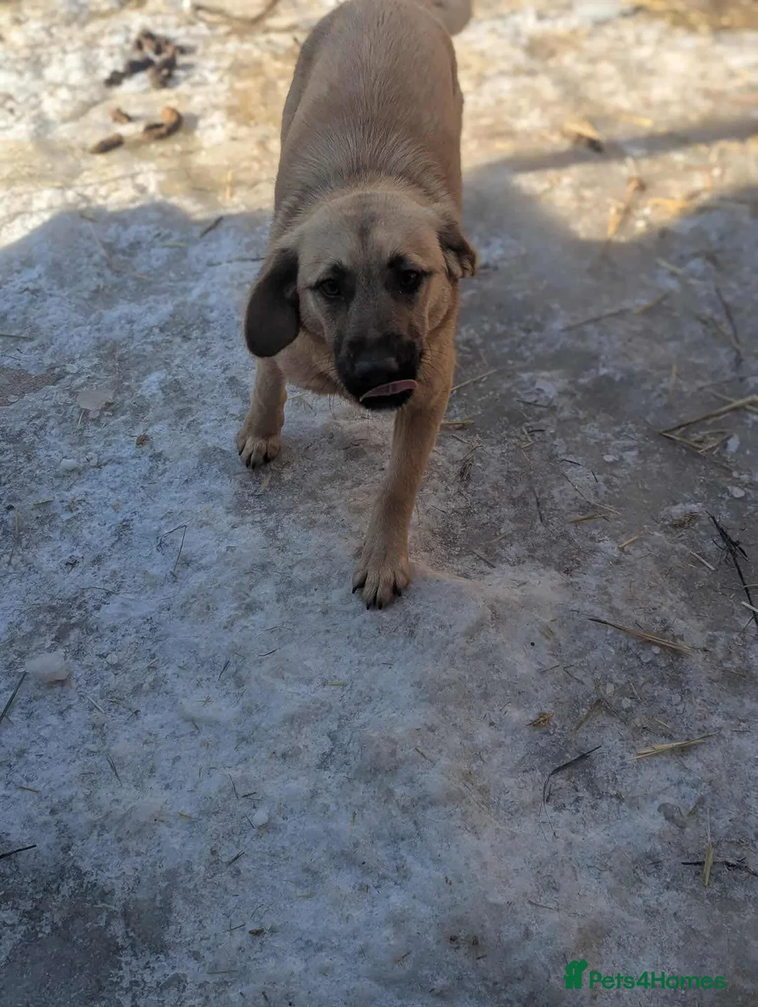 Mixed Breed dogs for adoption: Joy 💖 - Advert 7