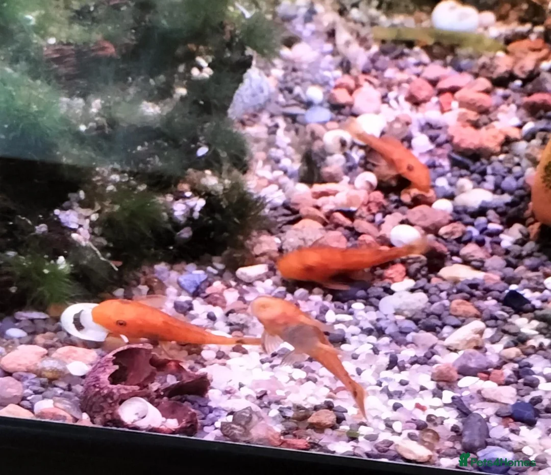 Plecos fish for sale: Super red short fin bristlenose plecos NR5 0PX  in Norwich - Advert 3