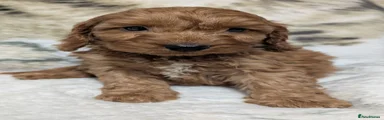 Cockapoo 5