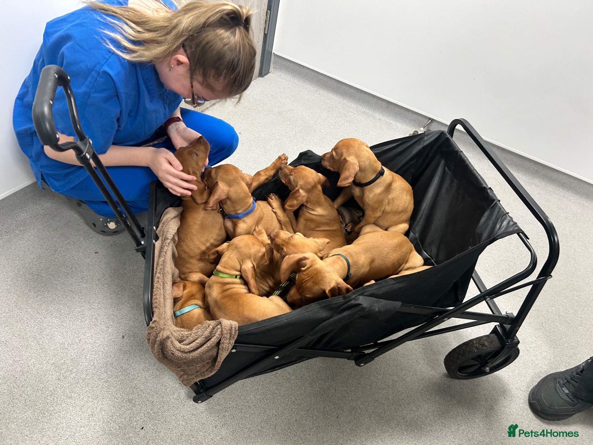 Hungarian Vizsla dogs KC boys reduced £1700 Hungarian vizsla puppies  - Advert 2