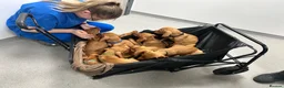 Hungarian Vizsla dogs for sale: 1 x KC registered Hungarian vizsla puppy £1600 - Advert 8