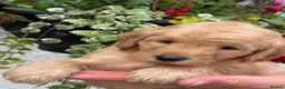 Labradoodle dogs for sale: F1B Miniature Labradoodles.  - Advert 22