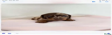 Miniature Dachshund 2