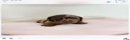 Miniature Dachshund dogs for sale: Miniature dachshund pups.KC reg&council licensed - Advert 14