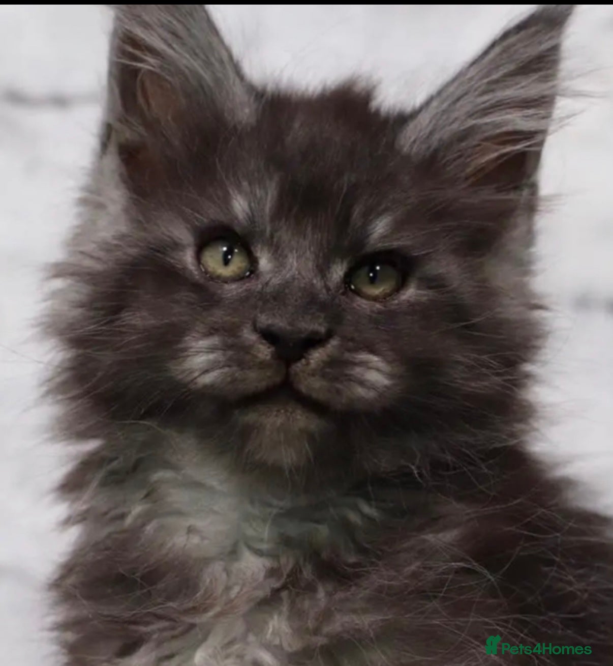 Maine Coon cats Stunning xl Maine coon kittens - Advert 1