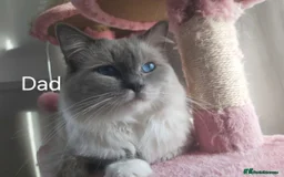 Ragdoll cats for sale: Four stunning blue point Ragdoll kittens - Image 13