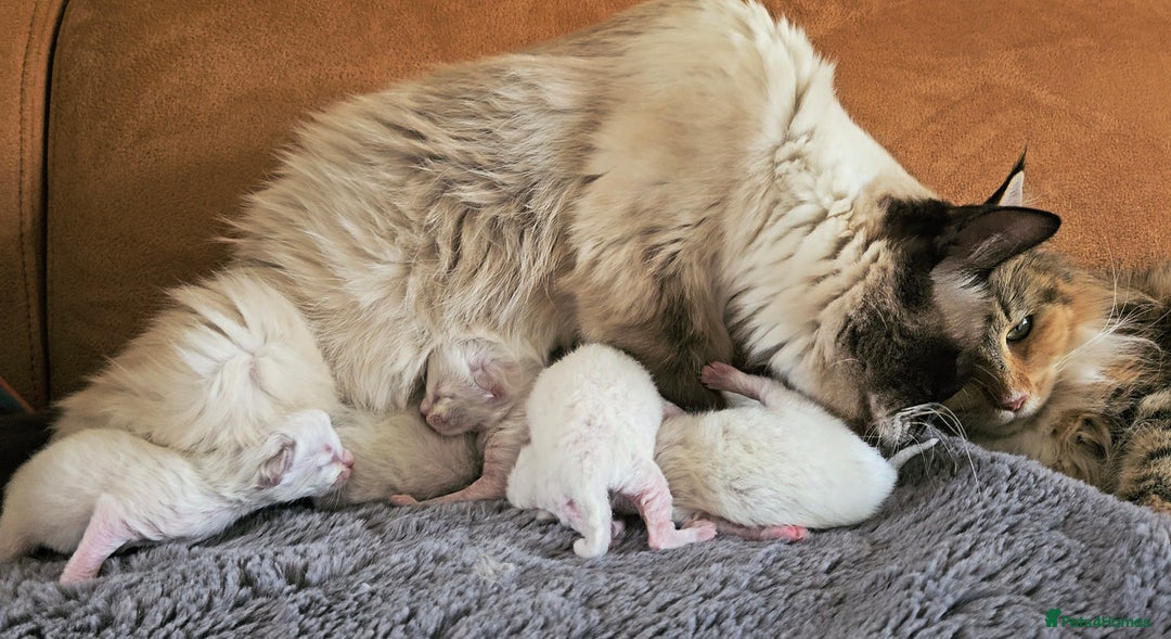 Ragdoll cats for sale: Ready now hcm clear ragdoll litter. X6 - Image 15