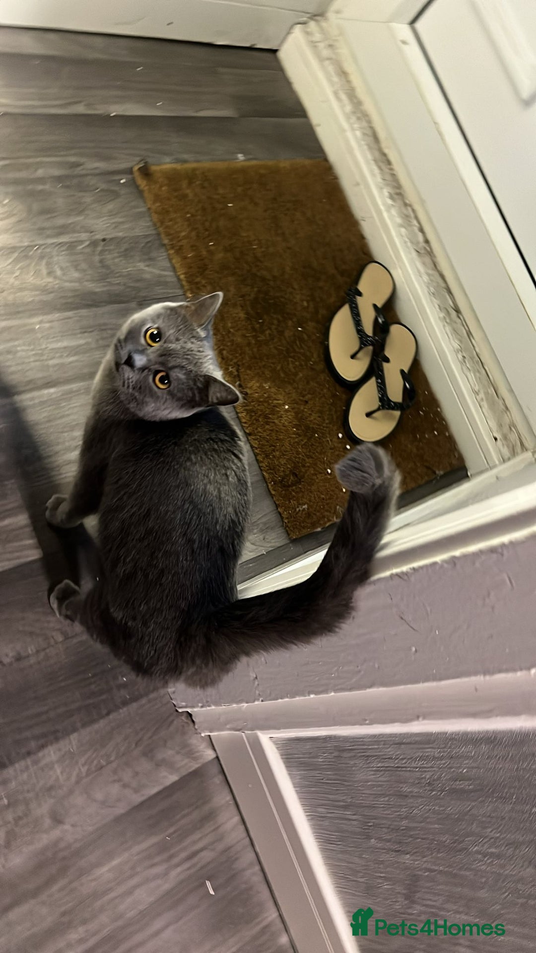 British Shorthair cats for sale: British short hair blue - Advert 10