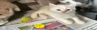 Mixed Breed 3