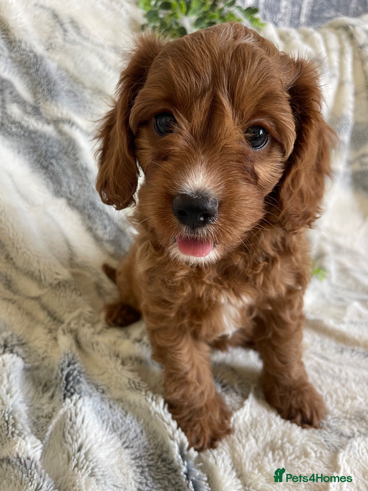 Cavapoo dogs EXTENSIVELY DNA TESTED TOY CAVAPOOS - Advert 1