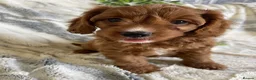 Cavapoo dogs for sale: EXTENSIVELY DNA TESTED TOY CAVAPOOS - Advert 1