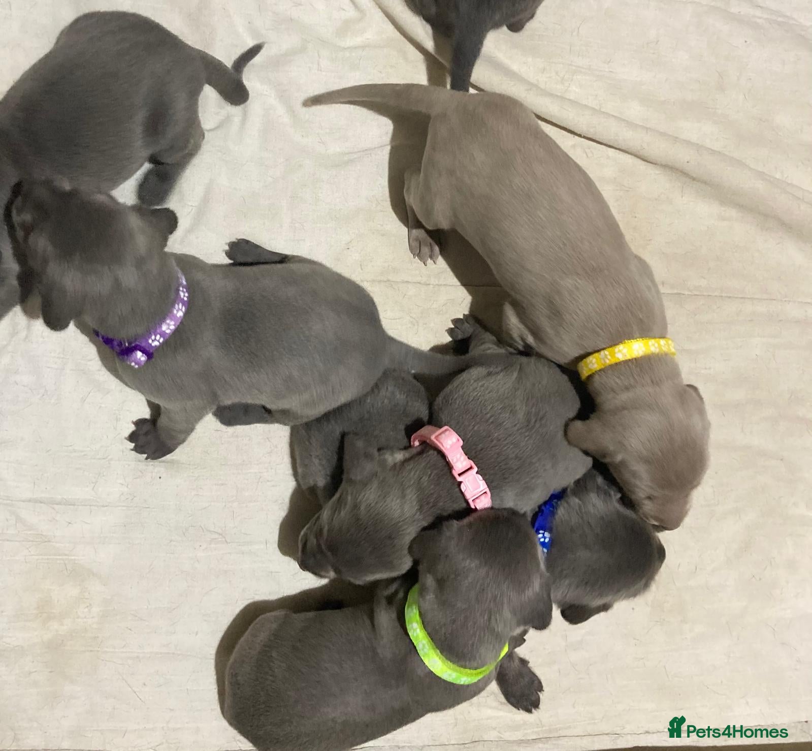 Weimaraner dogs BLUE and SILVER Purebred pups from KC reg Weims - Advert 7