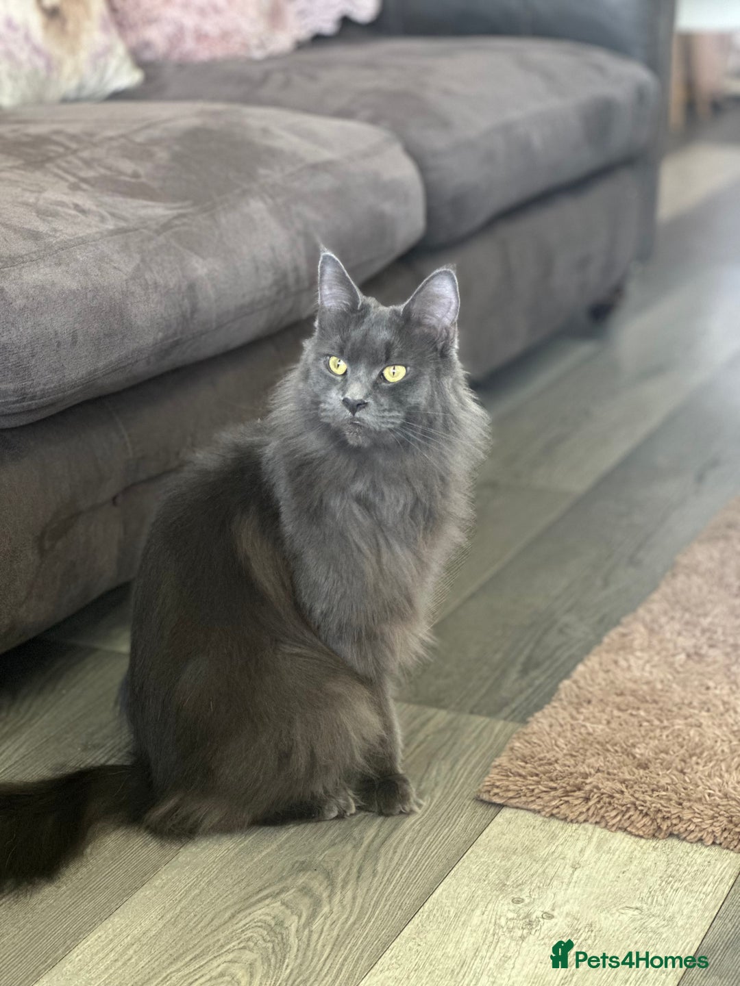 Maine Coon cats for sale: Blue Maine Coon Kittens – Active TICA Registered  - Advert 18