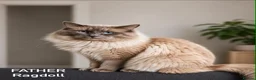 Ragdoll cats for sale: Ragdoll breed kittens 💙 - Advert 3