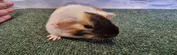 Guinea Pig rodents for sale: Guinea pigs  in Usk - Advert 14