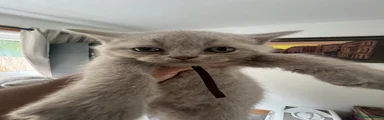 British Shorthair 5