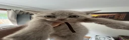 British Shorthair cats for sale: British Shorthair Kittens  - Advert 8