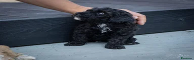 Mini Goldendoodle Black with white markings