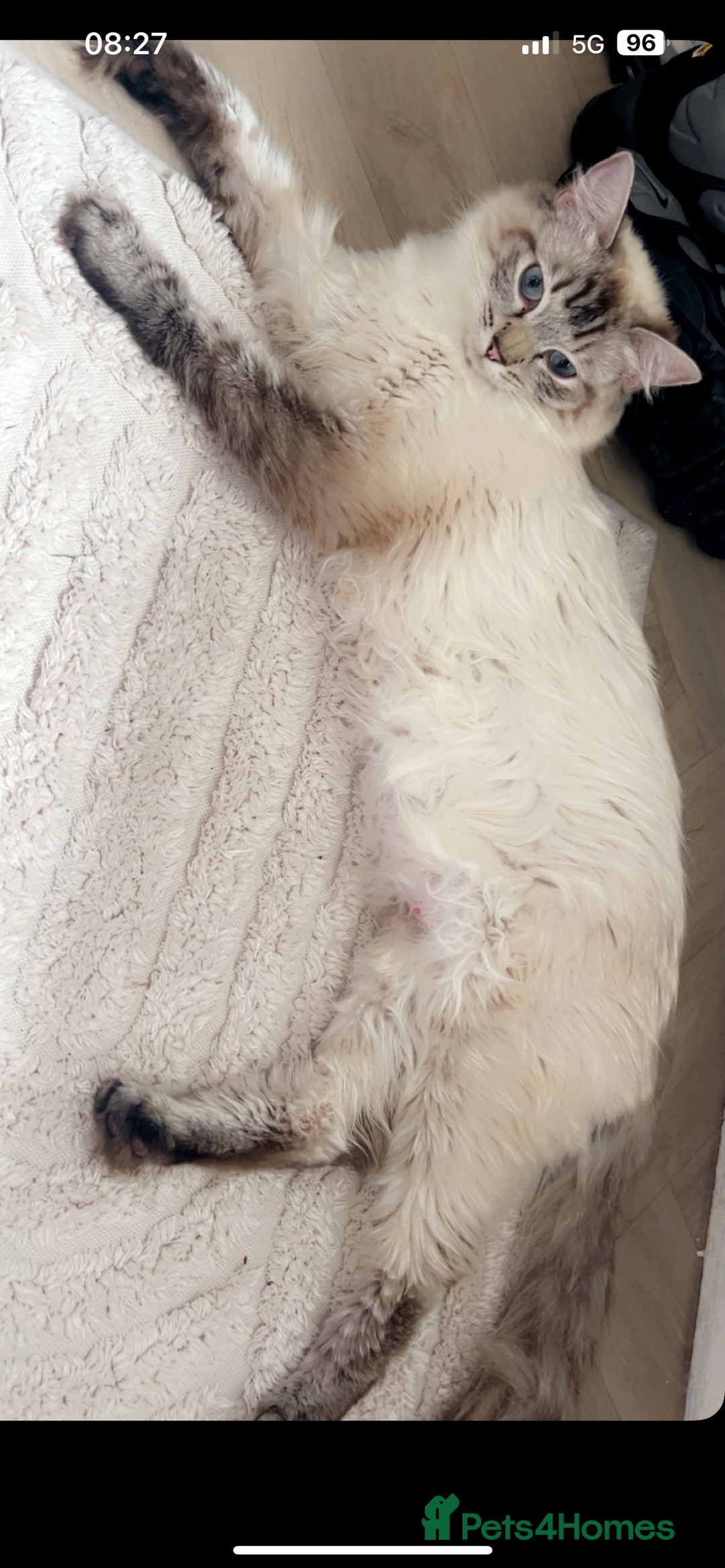 Ragdoll cats for sale: Ragdoll - Image 2