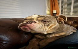 English Bulldog dogs for sale: Forever home needed - Image 3