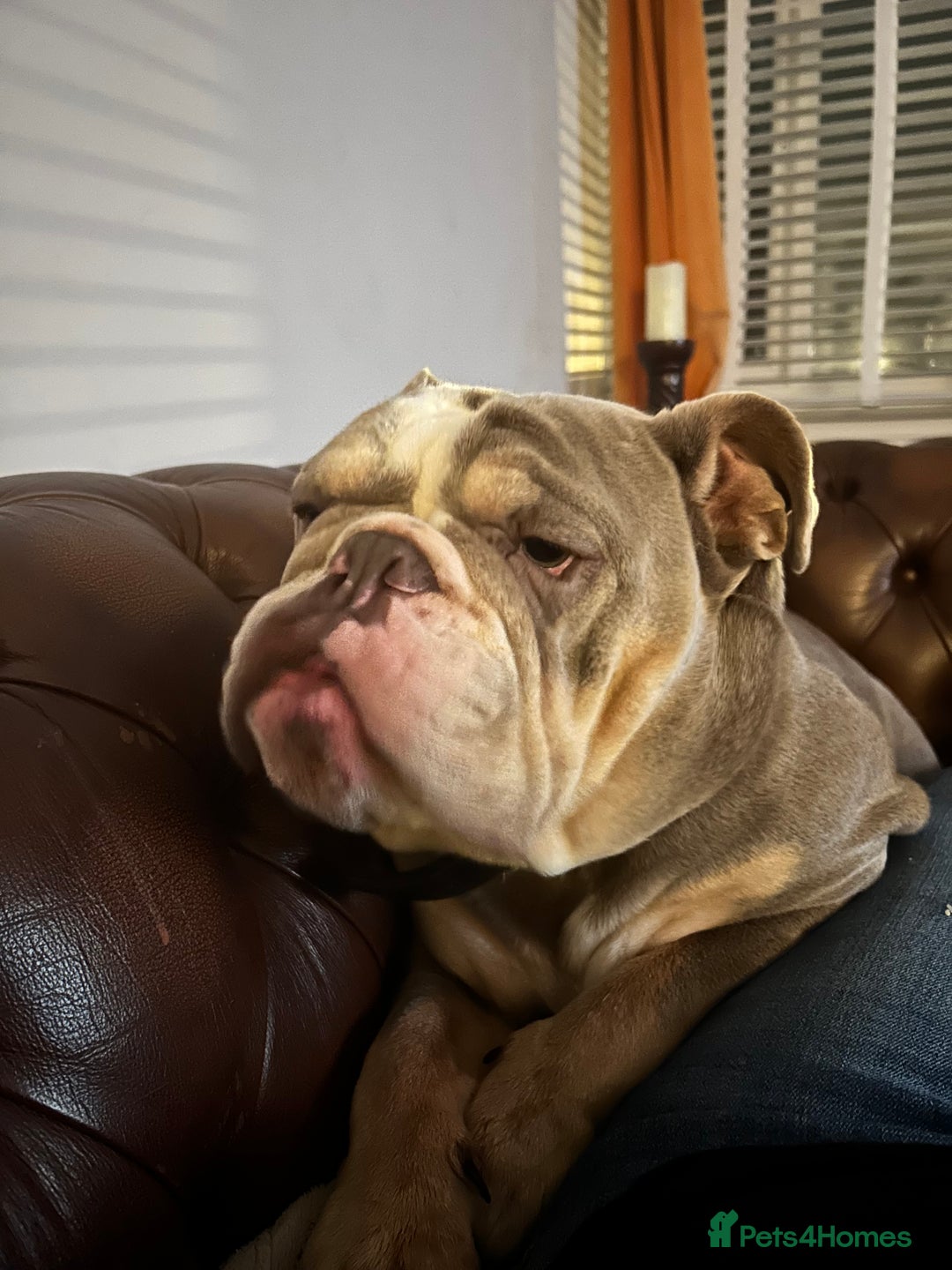 English Bulldog dogs for sale: Forever home needed - Image 3