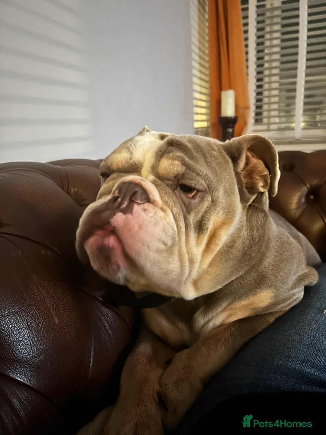 English Bulldog dogs for sale: Forever home needed - Advert 3