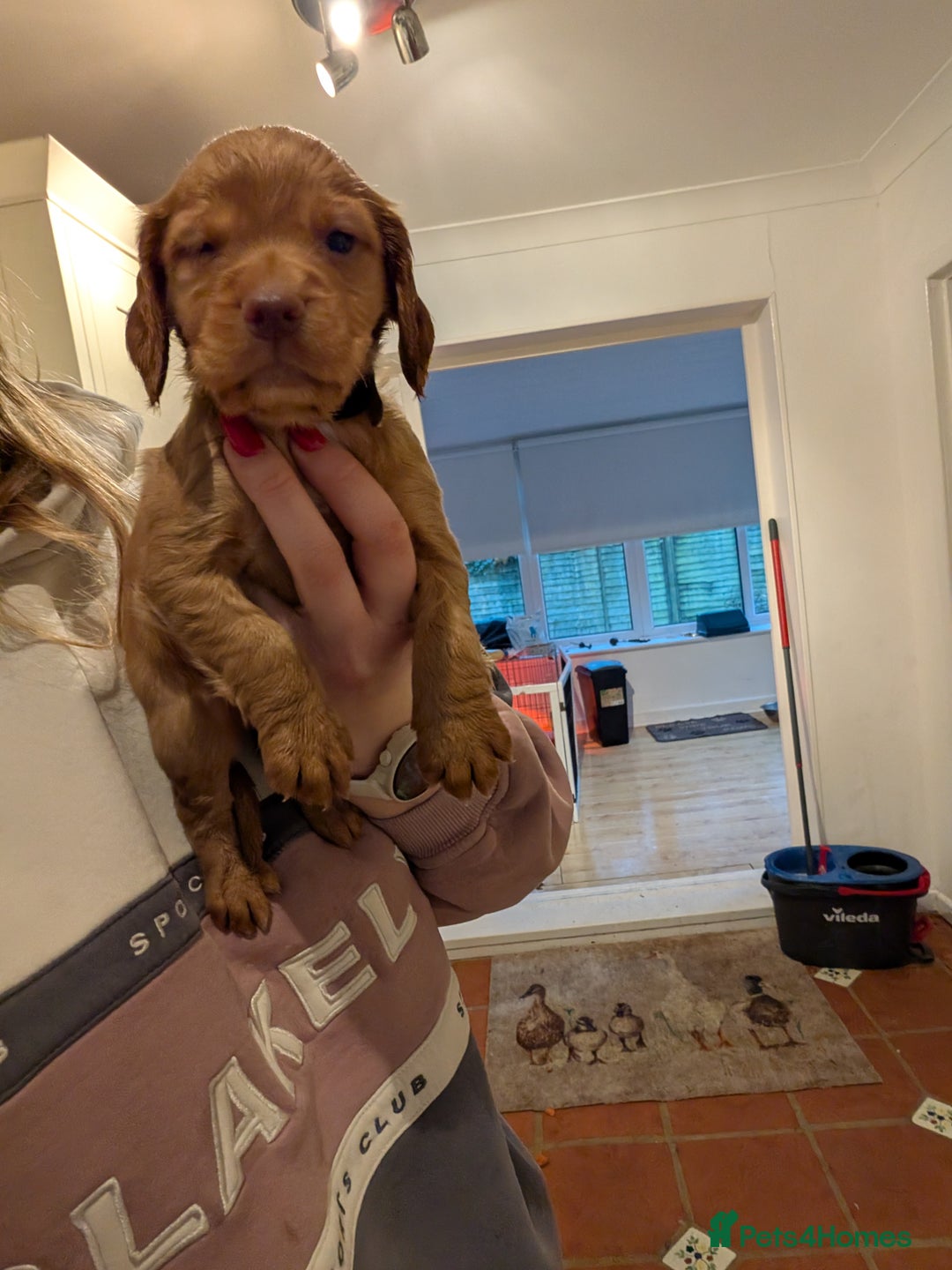 Cocker Spaniel dogs for sale: 1 MALE KC DNA CLEAR PUP TO RESERVE - Advert 5
