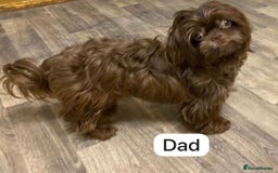 Shih Tzu dogs for sale: KC Registered Breed Standard Shih Tzu Puppies - Image 11