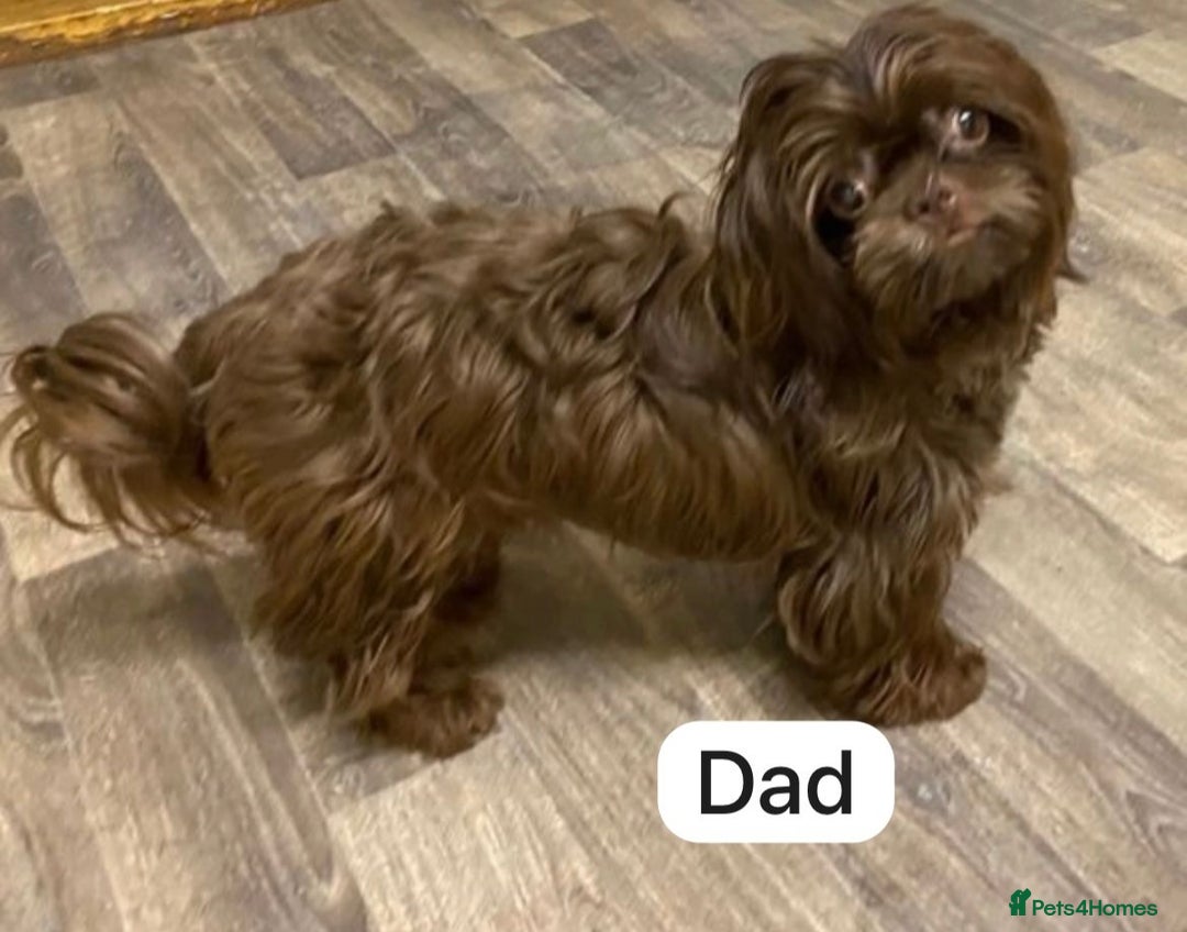 Shih Tzu dogs for sale: KC Registered Breed Standard Shih Tzu Puppies - Image 11