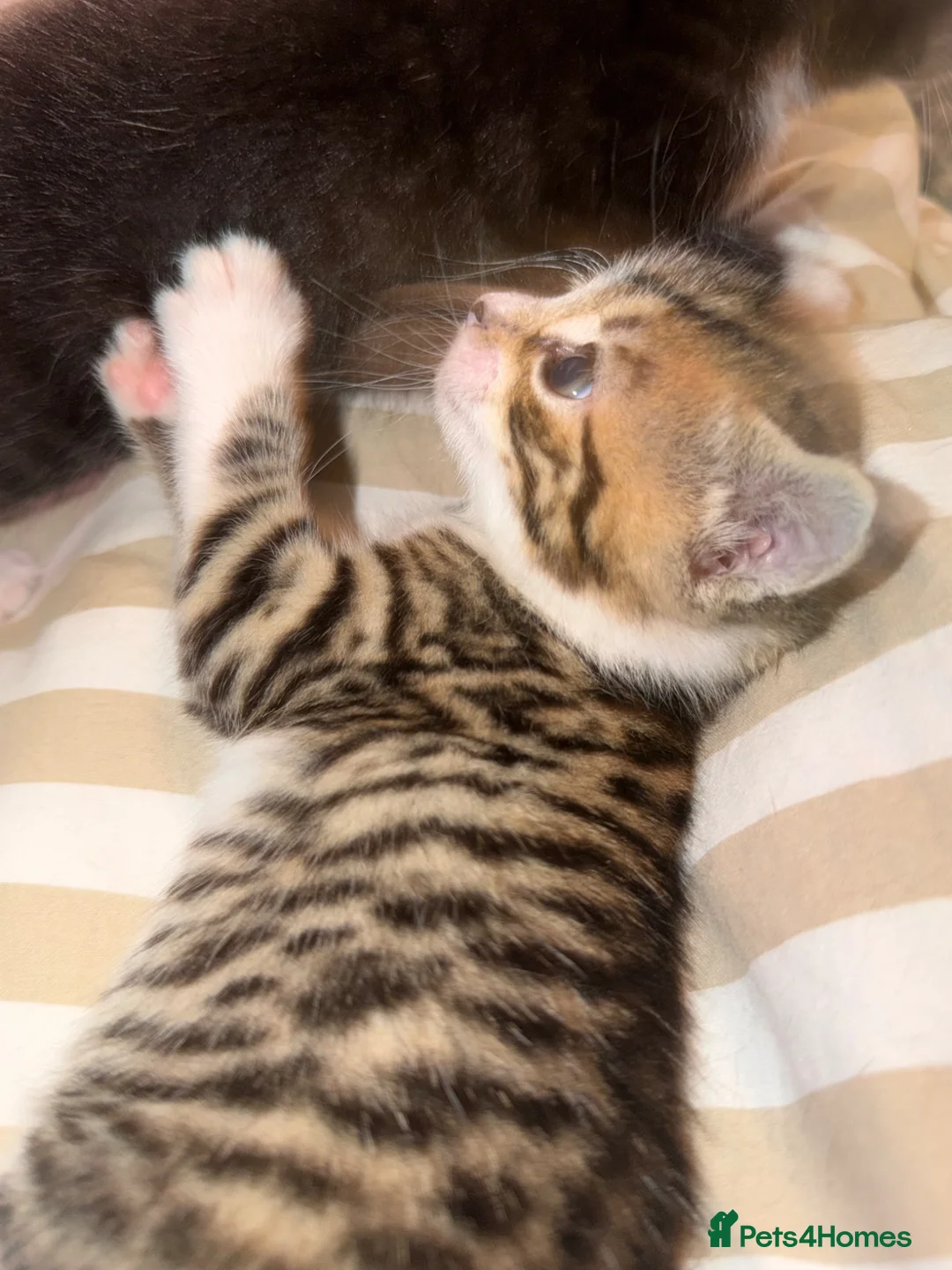 Mixed Breed cats for sale: Beautiful kittens for sale  in Uckfield - Advert 2