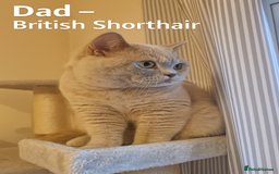 British Shorthair cats for sale: ✨ GCCF Registered British Shorthair Kittens ✨ - Image 11