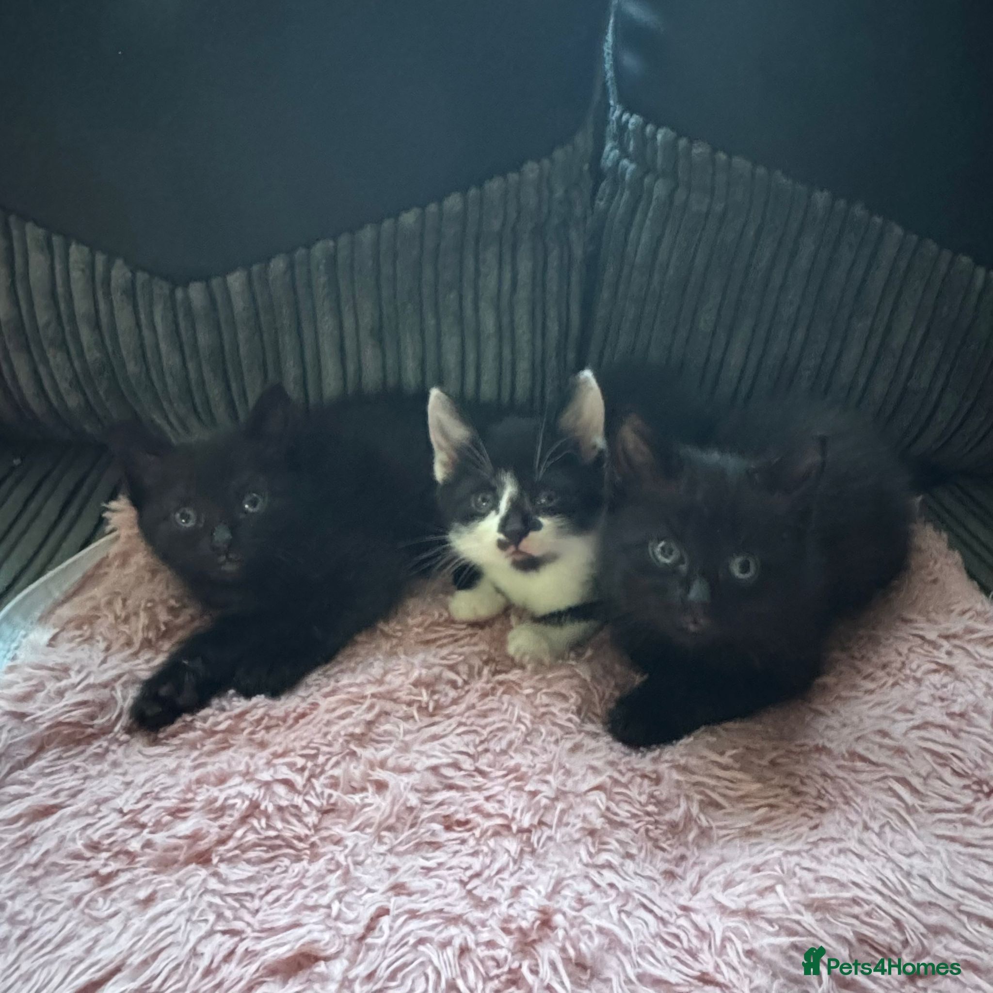 Mixed Breed cats Beautiful kittens  - Advert 2