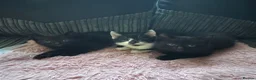 Mixed Breed cats for sale: Beautiful kittens  - Advert 1