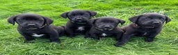 Mixed Breed dogs for sale: HUNTADOR PUPPIES READY FOR THEIR NEW HOMES!  - Advert 31