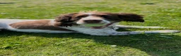 English Springer Spaniel dogs for sale: English springer spaniel in Thetford - Advert 1