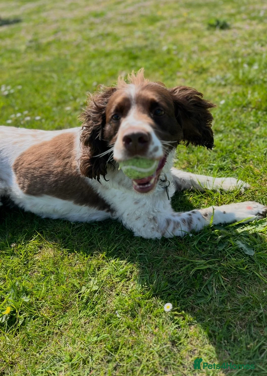 English Springer Spaniel dogs for sale: English springer spaniel in Thetford - Advert 1