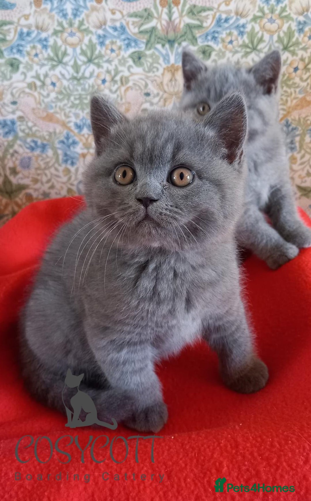 British Shorthair cats for sale: 100% Pedigree British Shorthair Kittens - Image 10