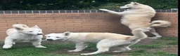 Alaskan Malamute dogs for sale: 2 females and 2 males left - Advert 26