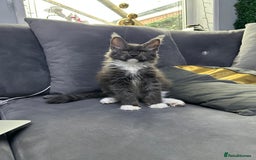 Maine Coon cats for sale: Maine Coon kitten  - Image 1