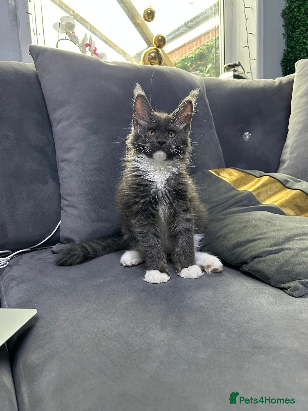 Maine Coon cats for sale: Maine Coon kitten  - Image 1