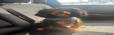 Beautiful black & tan girl