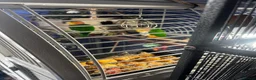 Parrots birds for sale: Beautiful caique breeding pair - Advert 2