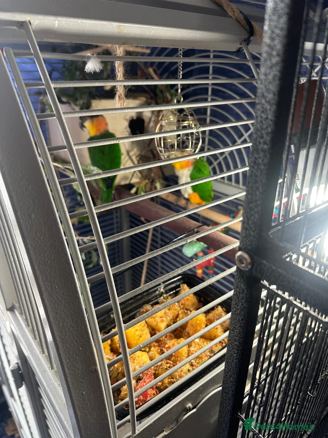 Parrots birds for sale: Beautiful caique breeding pair - Advert 2