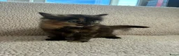 Mixed Breed cats for sale: Five Wonderful, Kichens, Very, Pretty Looking  - Advert 13